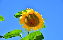 garten-sonnenblume