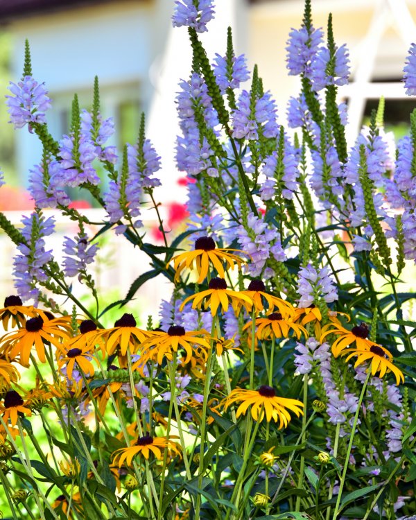 garten-blumen