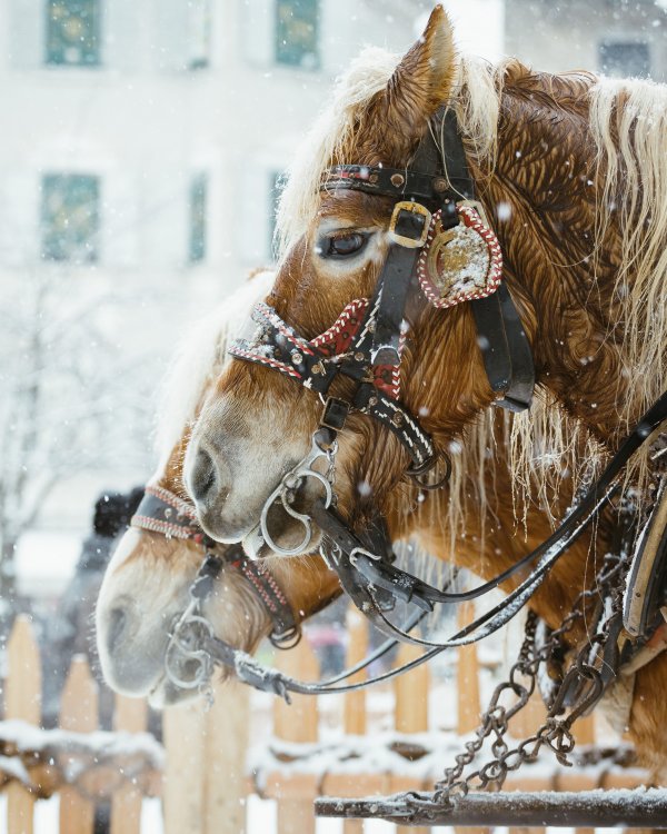 Brixner Weihnachtsmarkt-Mercatino di Natale (c) BrixenTourismus_Matthias Gasser